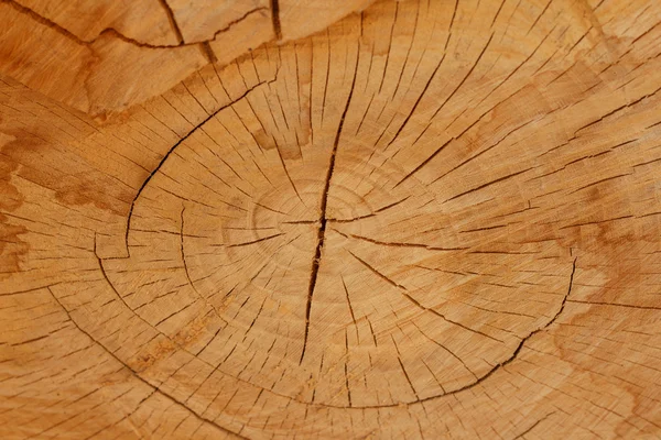 Structure of the tree trunk — Stock Photo, Image