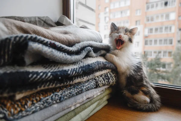 Gatinho vermelho-branco-preto bonito senta-se perto da janela com cobertores macios — Fotografia de Stock