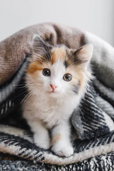 Um gatinho vermelho-branco-preto bonito encontra-se em cobertores macios ou xadrez — Fotografia de Stock