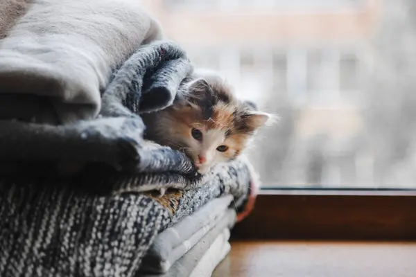 かわいい赤白の子猫が柔らかい毛布やぬいぐるみに横たわっています — ストック写真