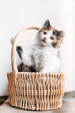 Kırmızı-beyaz-siyah kedi yavrusu bir sepetin içinde rahatça oturuyor.