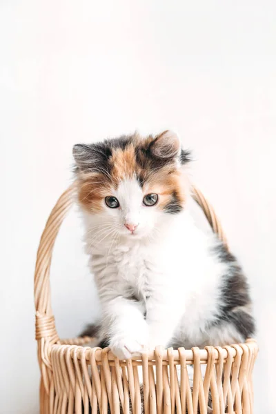 Red-white-black kitten sits comfortably in a basket on a blanket — Stock Photo, Image