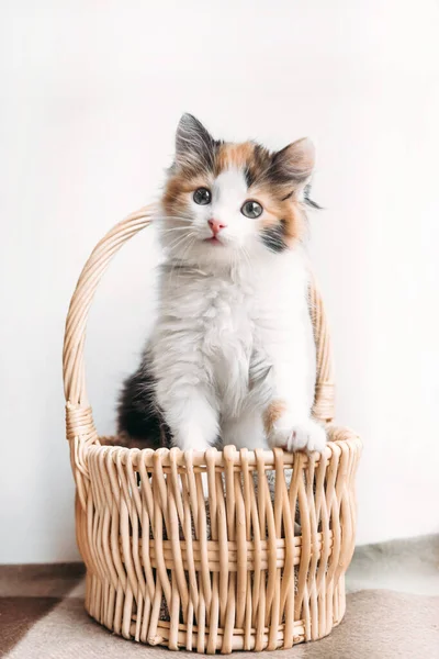 Il gattino rosso-bianco-nero si siede comodamente in un cesto su una coperta — Foto Stock