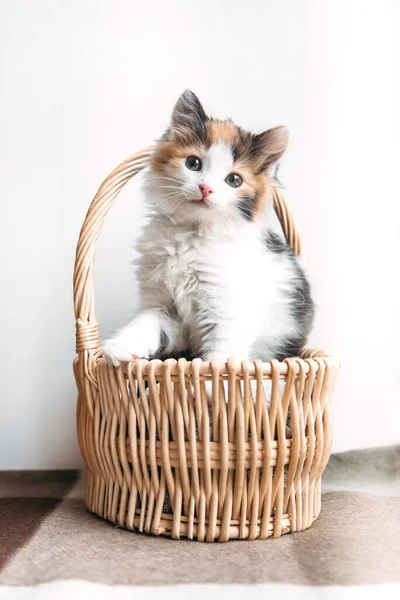 Anak kucing merah-putih-hitam duduk nyaman di keranjang di atas selimut — Stok Foto