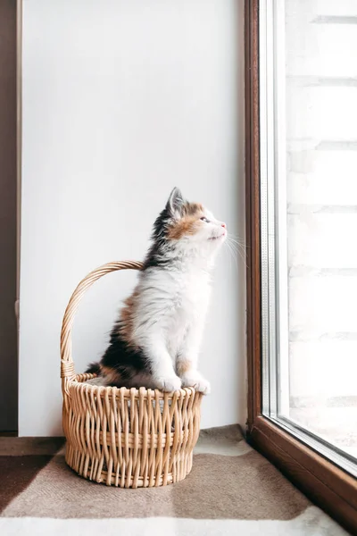 Vermelho-branco-preto gatinho confortavelmente senta-se em uma cesta e olha para fora da janela — Fotografia de Stock