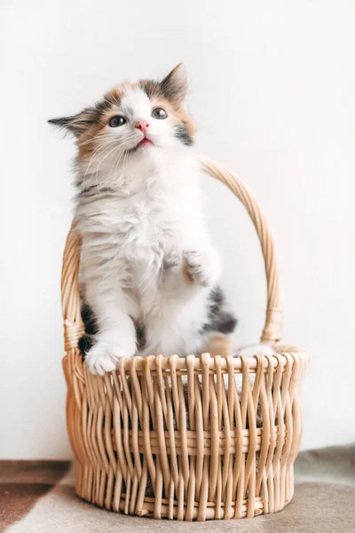 Gatito rojo-blanco-negro se sienta cómodamente en una canasta sobre una manta —  Fotos de Stock