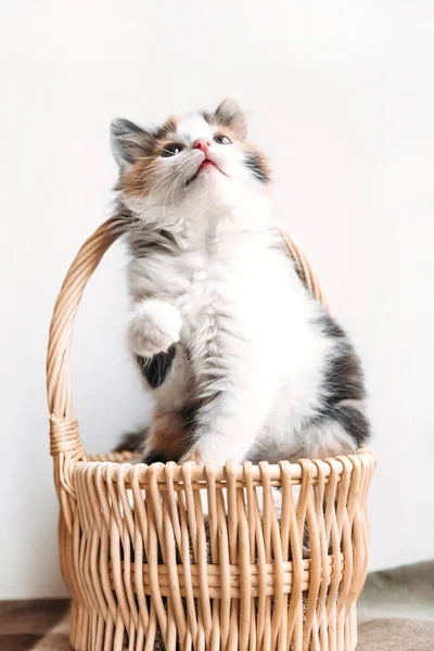 Красно-бело-чёрный котёнок удобно сидит в корзине на одеяле. — стоковое фото