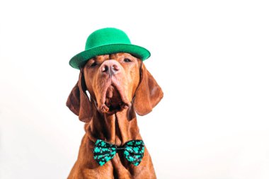 Güzel kızıl saçlı Macar Vizsla köpeği Aziz Patrick gününü beyaz arka planda kutluyor. 