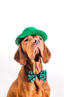 Güzel kızıl saçlı Macar Vizsla köpeği Aziz Patrick gününü beyaz arka planda kutluyor. 