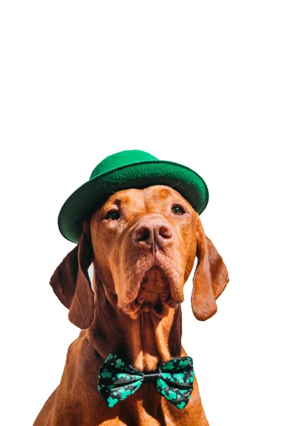 Schöne rothaarige ungarische vizsla Hund feiert st patricks Tag auf weißem Hintergrund lizenzfreie Stockbilder