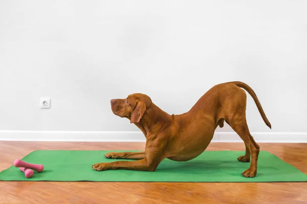 Köpek evde yoga yapıyor, yeşil bir spor minderinin üzerinde. — Stok fotoğraf