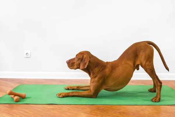 Der Hund macht Yoga zu Hause auf einer grünen Fitnessmatte Stockfoto
