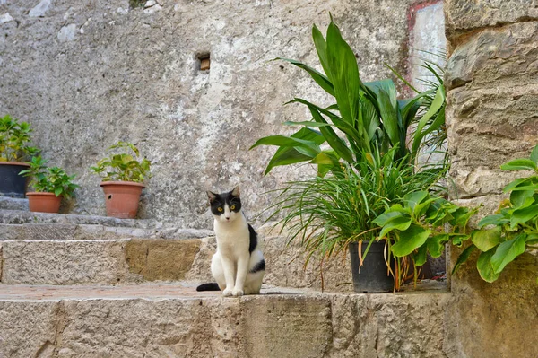 İtalya 'nın Salerno eyaletindeki eski bir kasaba olan Castelcivita' nın eski evleri arasında küçük bir sokakta bir kedi..