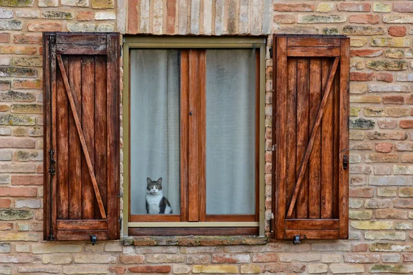 Civitanova Alta Włochy 2018 Kot Wyglądający Przez Okno Starego Domu — Zdjęcie stockowe