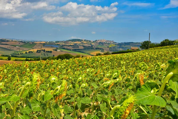 Typical Natural Landscape Marche Region Italy — Stock Photo, Image