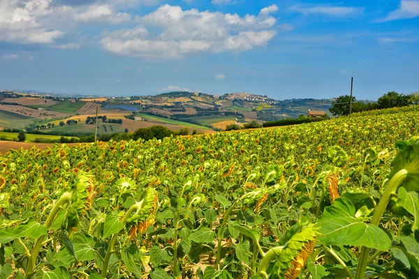 Paisaje Natural Típico Región Las Marcas Italia —  Fotos de Stock