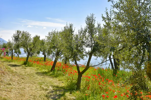 Sendero Dentro Viñedo Colina Ciudad Nápoles Italia —  Fotos de Stock