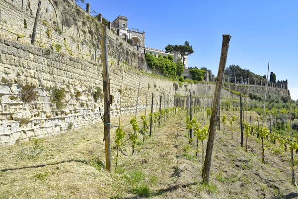 Cultivos Agrícolas Dentro Del Viñedo Abadía San Martín Nápoles Italia —  Fotos de Stock