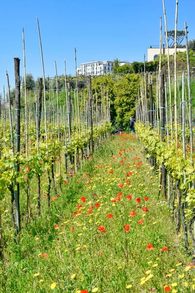 Agricultural Crops Vineyard Abbey Saint Martin Naples Italy — Stock Photo, Image