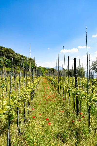 Agricultural Crops Vineyard Abbey Saint Martin Naples Italy — Stock Photo, Image