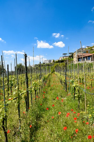 Panorama City Naples Vineyard Abbey Saint Martin Italy — Stock Photo, Image