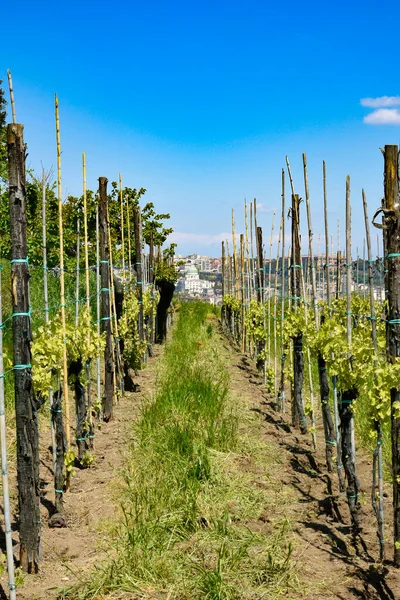 Panorama Van Stad Napels Vanaf Wijngaard Van Abdij Van Saint — Stockfoto