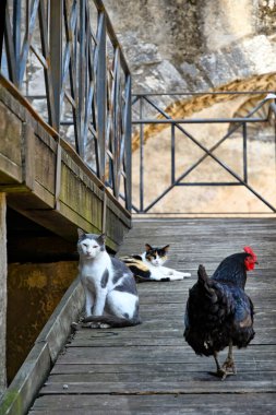 Maenza sokaklarında bir tavuk, Lazio bölgesinde bir ortaçağ kasabası, İtalya.