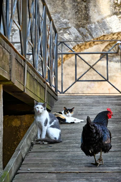 Una Gallina Vicolo Maenza Città Medievale Del Lazio — Foto Stock