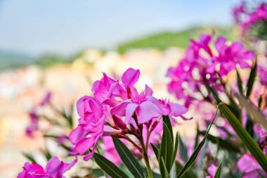 İtalya 'nın Calabria bölgesinde bir ortaçağ kasabası olan Acri' nin manzarasında renkli çiçekler..