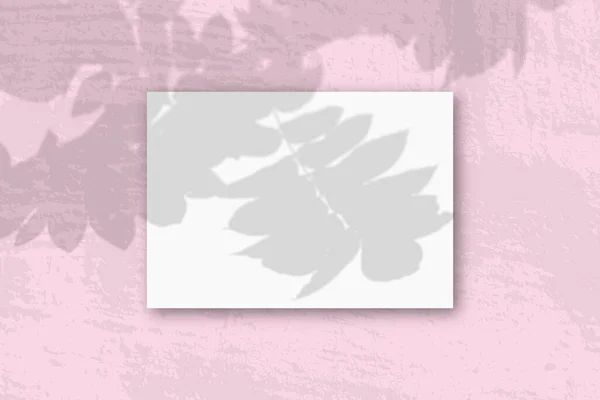 粉红色墙壁背景上的水平A4页白色纹理纸 用植物的影子把模型盖起来 自然光从奇异的植物上投射出阴影 平躺在地上 尽收眼底 — 图库照片