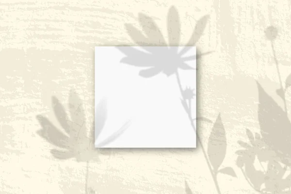 A luz natural lança sombras de uma alcachofra de Jerusalém flores em 3 folhas quadradas de papel texturizado branco — Fotografia de Stock