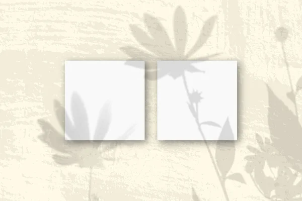 Natuurlijk licht werpt schaduwen van een Jeruzalem artisjok bloemen op 2 vierkante vellen wit getextureerd papier — Stockfoto