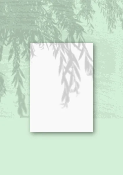 A luz natural lança sombras do ramo de salgueiro em uma folha A4 vertical de papel texturizado branco — Fotografia de Stock