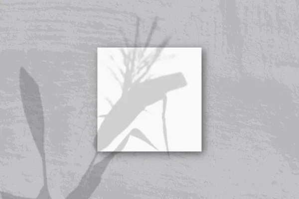 Naturalne światło rzuca cienie ze szpilek i liści plantonowego kwadratowego arkusza białego papieru teksturowanego — Zdjęcie stockowe