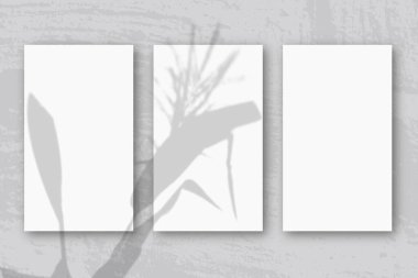 Yumuşak mavi masa arkaplanına dokunmuş 3 dikey beyaz sayfa. Bitkilerin gölgeleriyle örtüşüyor. Doğal ışık, dikenlerden ve bitkinin yapraklarından gölgeler bırakır. Yatay