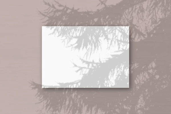La lumière naturelle projette les ombres de la branche d'épinette sur une feuille A4 horizontale de papier texturé blanc. — Photo
