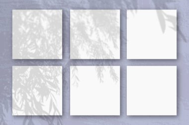 Doğal ışık, 6 kare beyaz desenli kağıtta söğüt dalından gölgeler bırakır.