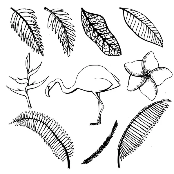 Esboço desenhado à mão de folhas e flores tropicais, flamingos sobre um fundo branco isolado. Ilustração vetorial —  Vetores de Stock