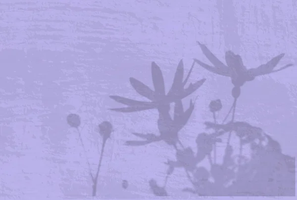 La lumière naturelle projette des ombres de fleurs d'artichaut de Jérusalem sur le mur lilas. L'effet des ombres. Lumière douce transparente et ombres des branches — Photo