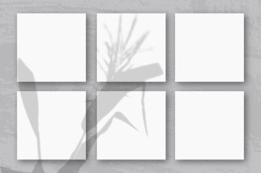 Doğal ışık, dikenli dikenlerden ve plantonun yapraklarından gölgeler saçar. Üç kare beyaz desenli kağıt.