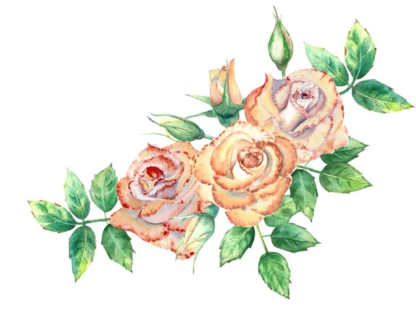 Rosas pêssego, folhas verdes, flores abertas e fechadas. Um buquê de flores para cartões de felicitações ou convites. Ilustração aquarela — Fotografia de Stock