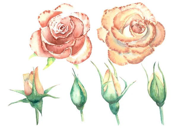 Rosas de melocotón, flores abiertas y cerradas aisladas sobre un fondo blanco. Ilustración de acuarela, clipart — Foto de Stock