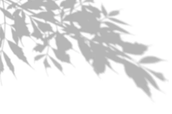 흰 벽에 있는 식물의 그림자. 사진 오버레이 또는 흉내를 위한 흑백 여름 배경 — 스톡 사진