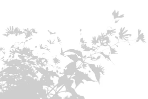 흰 벽에 있는 식물의 그림자. 사진 오버레이 또는 흉내를 위한 흑백 여름 배경 — 스톡 사진