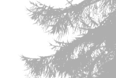 Doğal ışık, beyaz izole bir arka planda ladin pençesinden gölgeler bırakır. - Evet. Gölgelerin etkisi