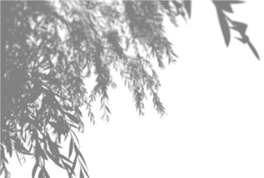 Doğal ışık, beyaz izole edilmiş bir arka planda söğüt dalından gölgeler bırakır. Gölge kaplama efekti