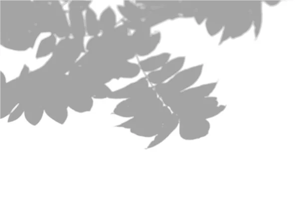 Naturligt ljus kastar skuggor från en Rowan gren mot en vit isolerad bakgrund. Skuggornas effekt. Transparent mjukt ljus och skuggor från grenarna — Stock vektor