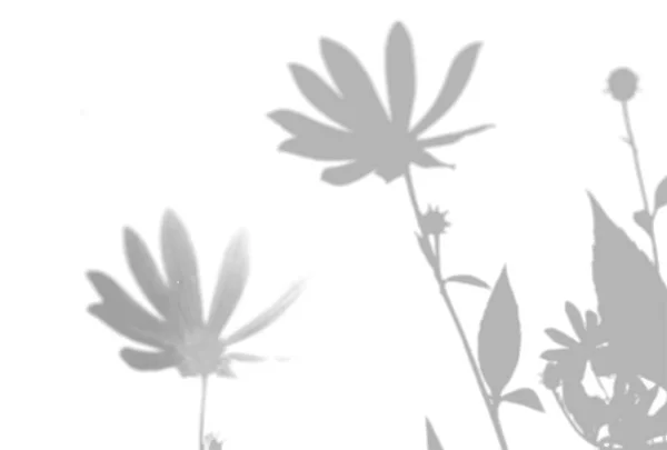 Natuurlijk licht werpt schaduwen van Jeruzalem artisjok bloemen een witte geïsoleerde achtergrond. Het effect van schaduwen. Transparant zacht licht en schaduwen van de takken — Stockvector