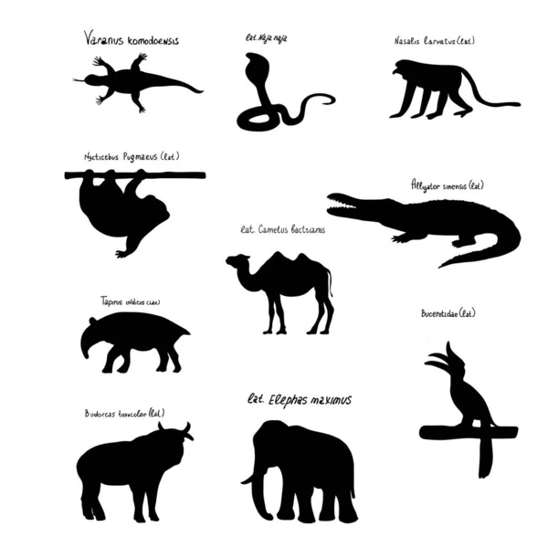 Ensemble de silhouettes d'animaux et d'oiseaux d'Asie. Camel, crocodile, singe Nosach, tapir, lézard, Cobra, éléphant, etc.. — Photo