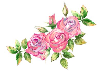 3 pembe gül çiçeği, yeşil yapraklar, açık ve kapalı çiçekler. Hassas suluboya çizimi